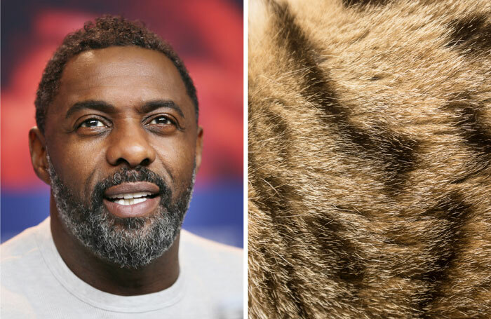 Left: Idris Elba. Right: Cat fur. Photos: Shutterstock