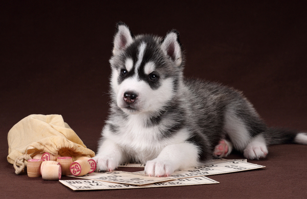 Diary: Theatre hosts pet show, and Bingo is its name-o