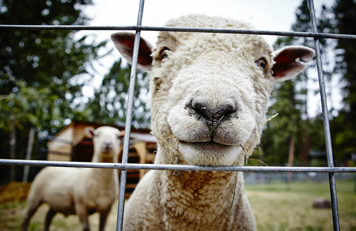 The relationship between performance and animals is to be explored by a theatre academic from the University of Surrey. Photo: Shutterstock