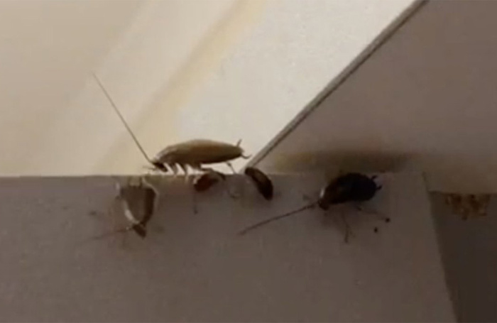 Picture of cockroaches sent in to Equity as an example of theatre professionals’ experiences of unacceptable digs