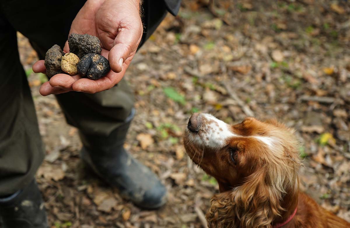 What truffles will the fringe reviewing team sniff out this year? Photo: Shutterstock